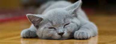 La Patoune Compagnie