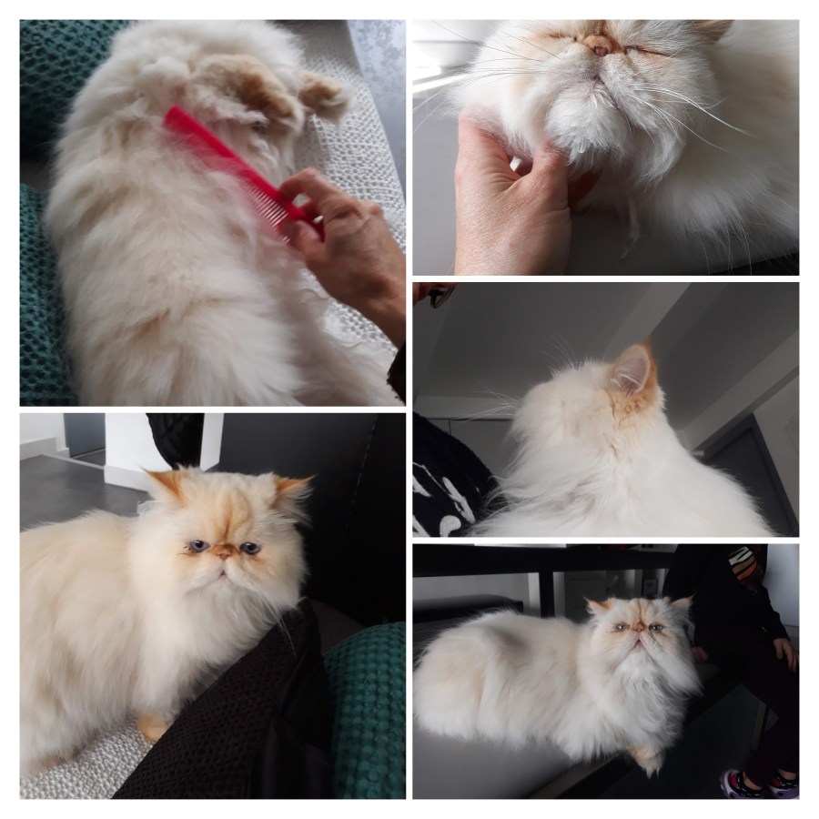 20181001_121348-COLLAGE