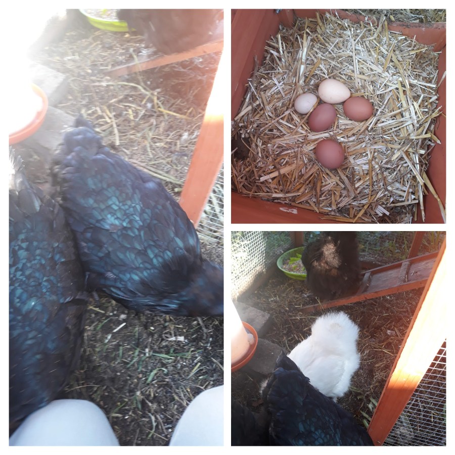 20181008_110119-COLLAGE