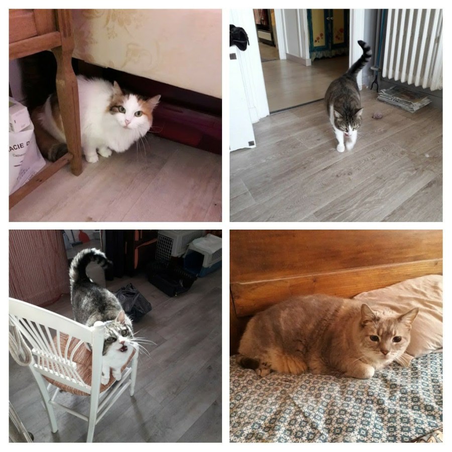 20190418_131551-collage