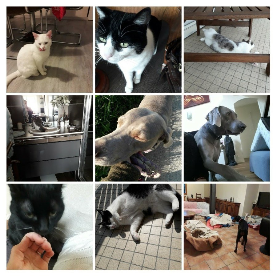 20190418_132652-collage