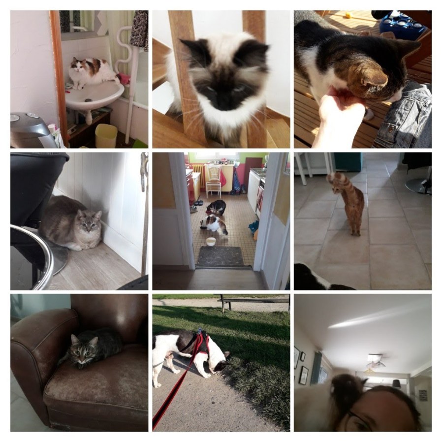 20190421_154206-collage