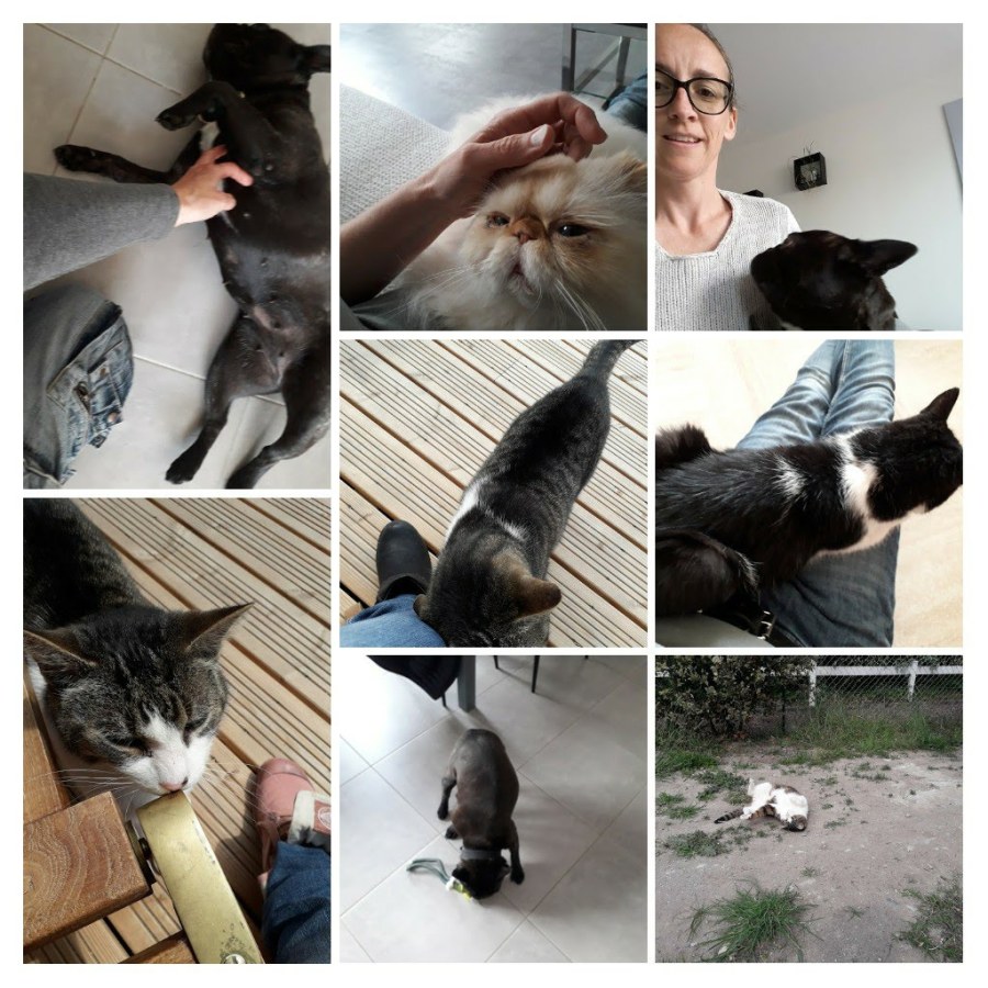 20190518_204901-collage