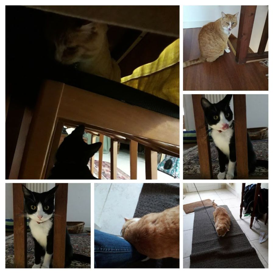 20190610_210008-collage