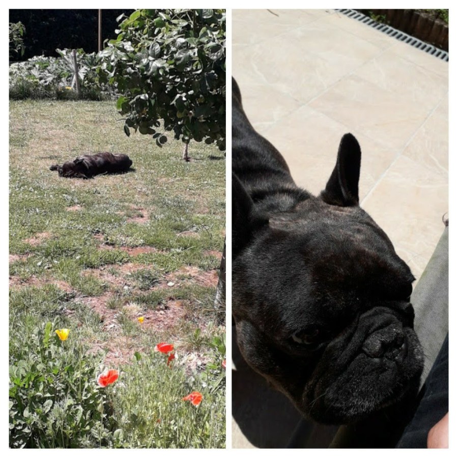 20190620_205819-collage