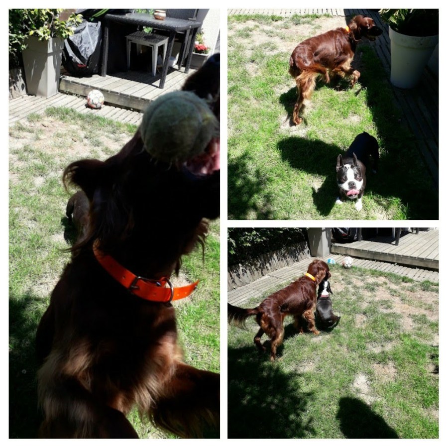 20190620_210045-collage