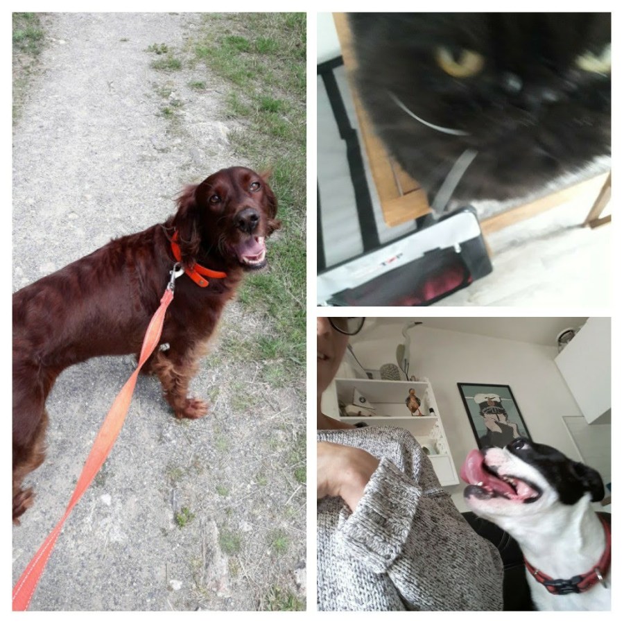 20190620_205755-collage