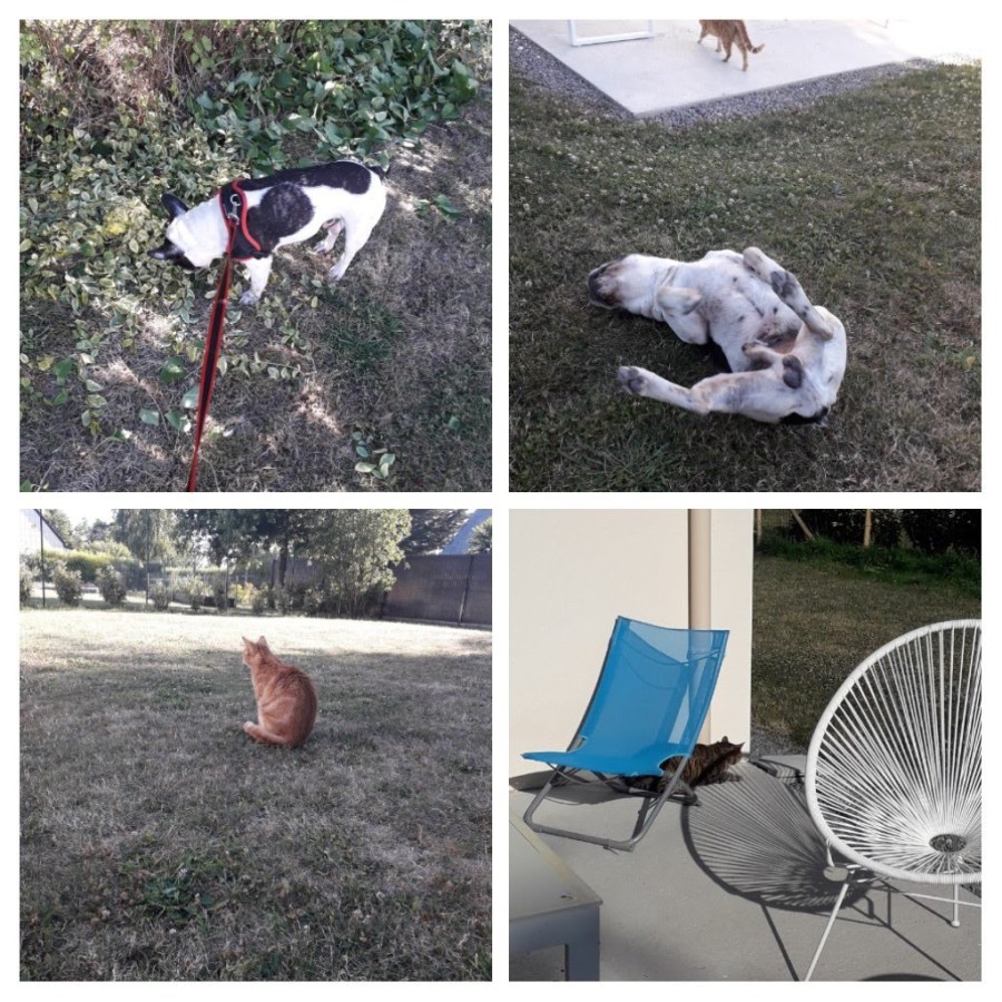 20190716_160826-collage