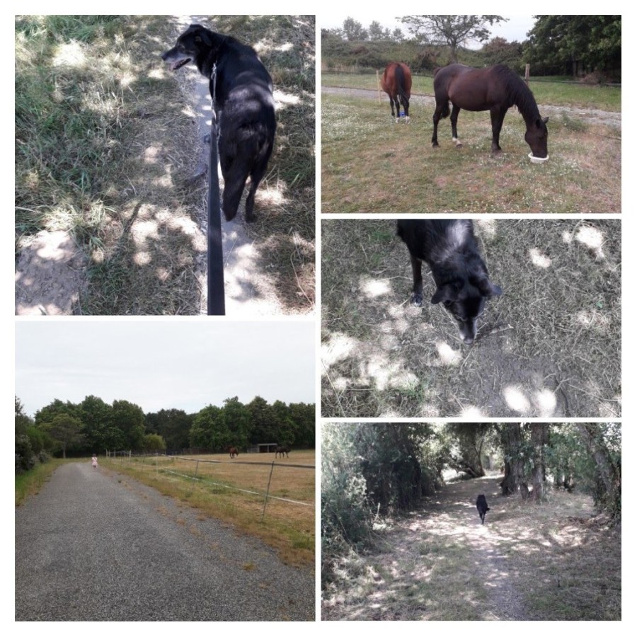 20190716_161323-collage-2