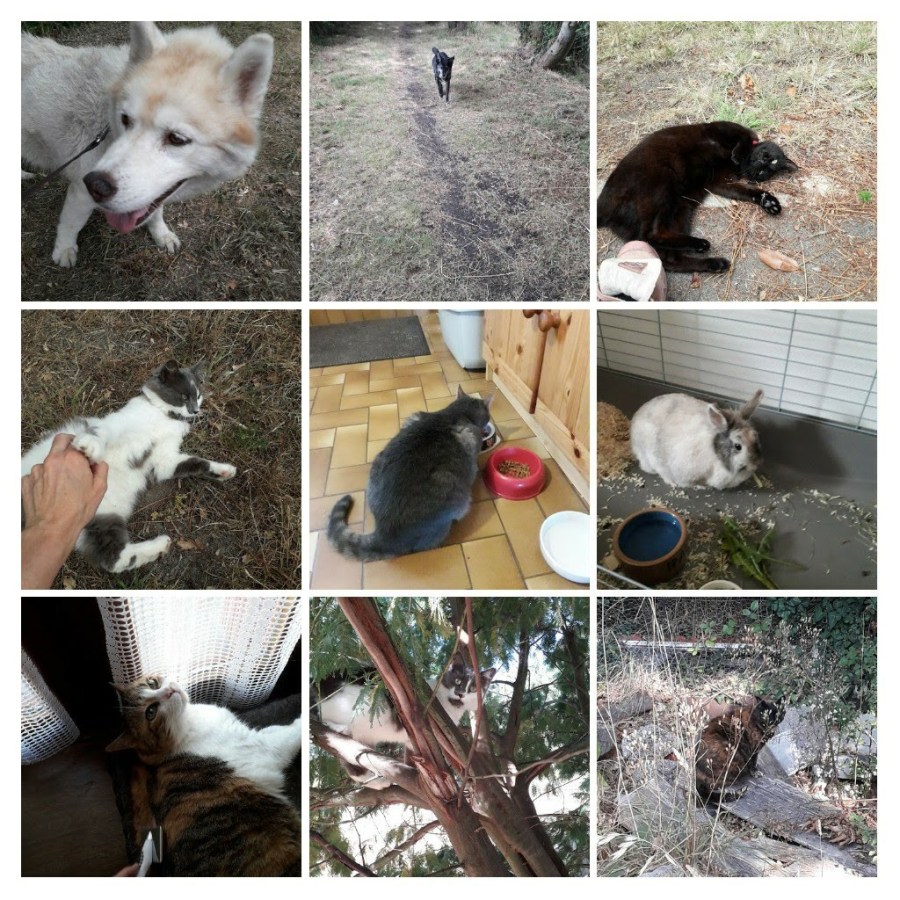 20190722_161526-collage