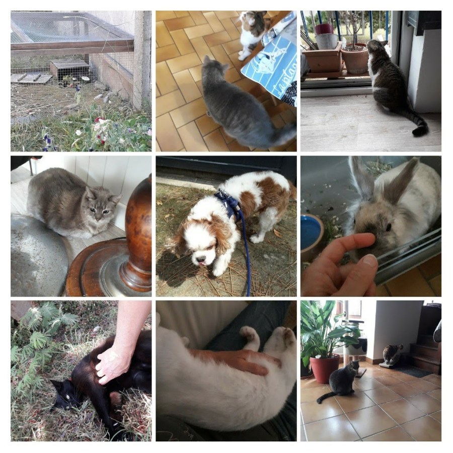 20190730_140458-collage