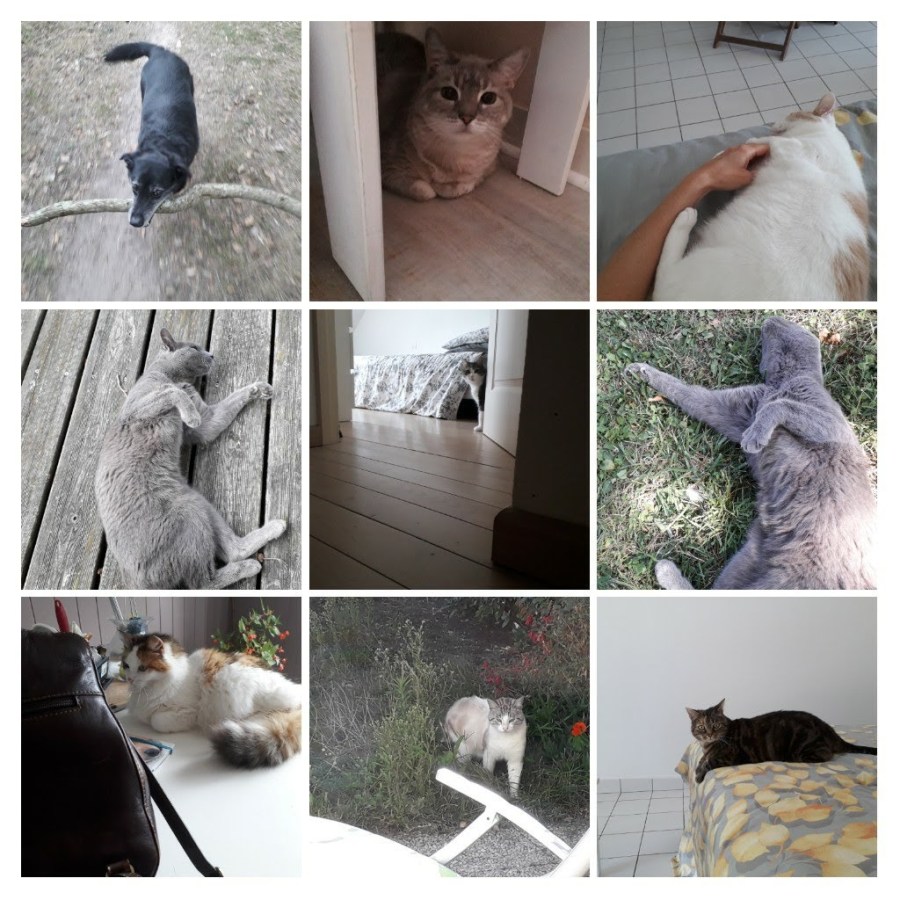 20190923_114616-COLLAGE