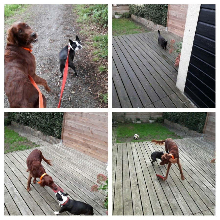 20190930_181048-collage