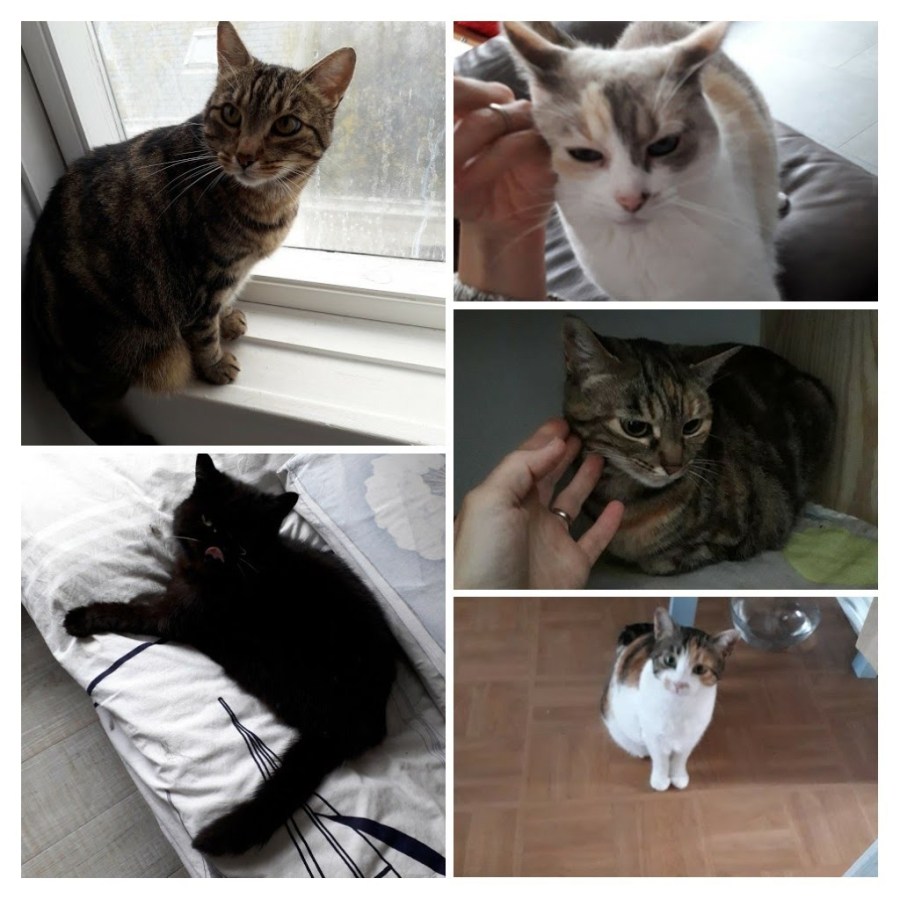 20190930_181322-collage