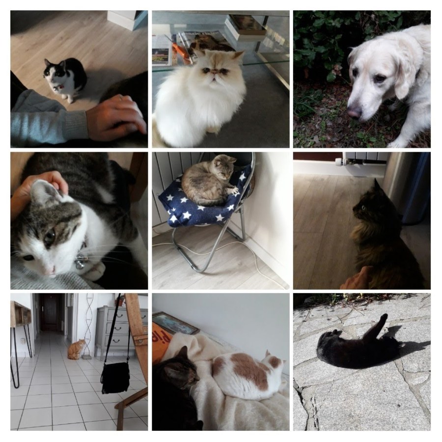 20191107_150843-collage