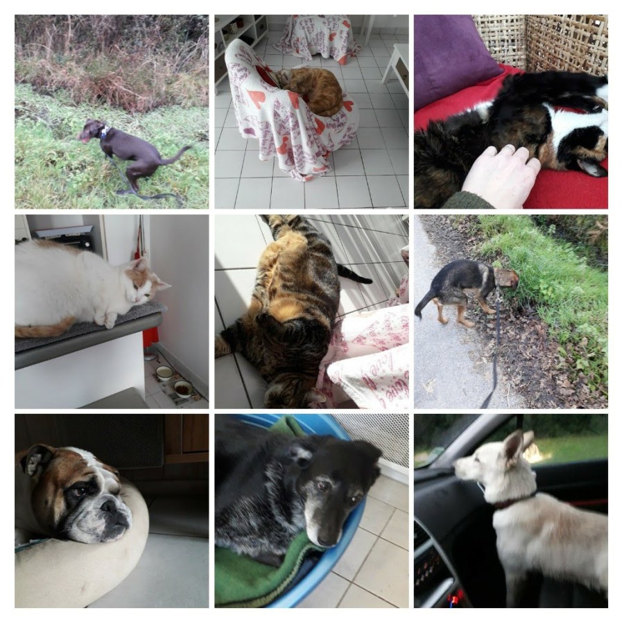 20200123_200028-collage