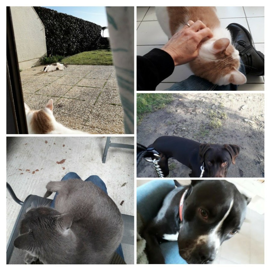 20200123_200327-collage