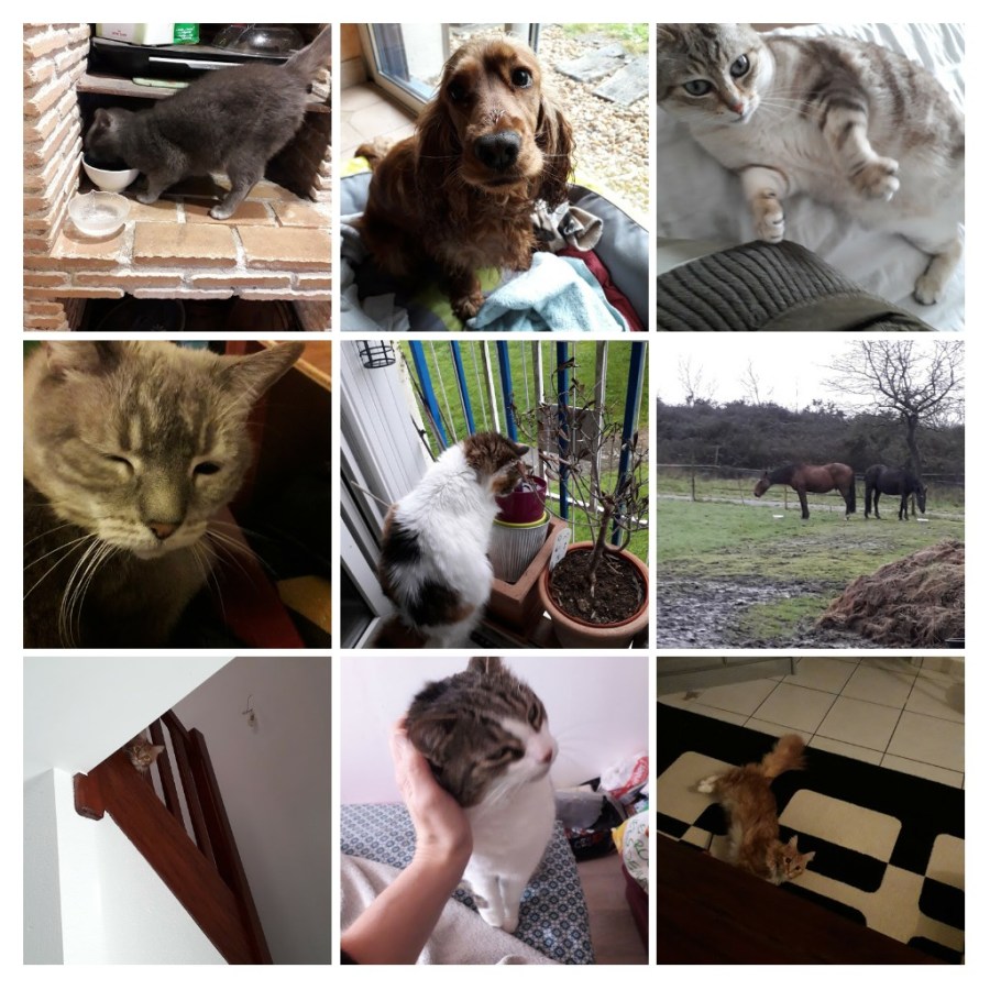 20200207_210742-COLLAGE