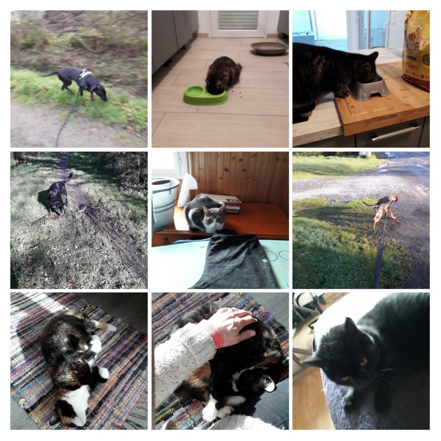 20200207_211201-COLLAGE