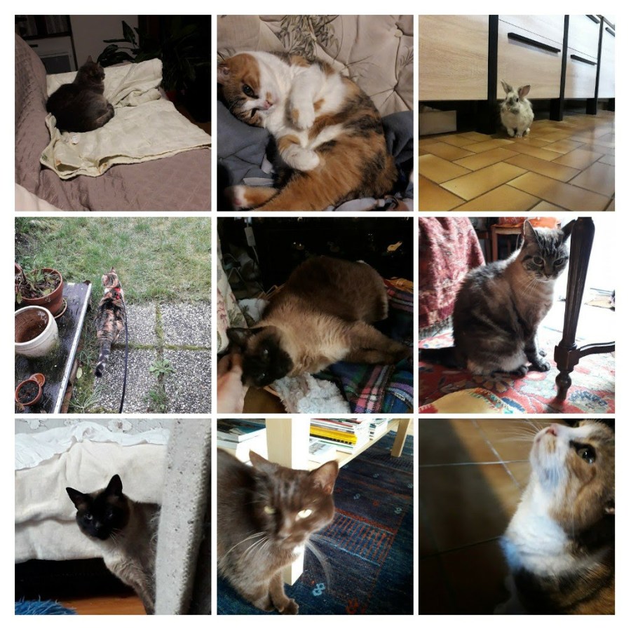 20200302_155902-collage