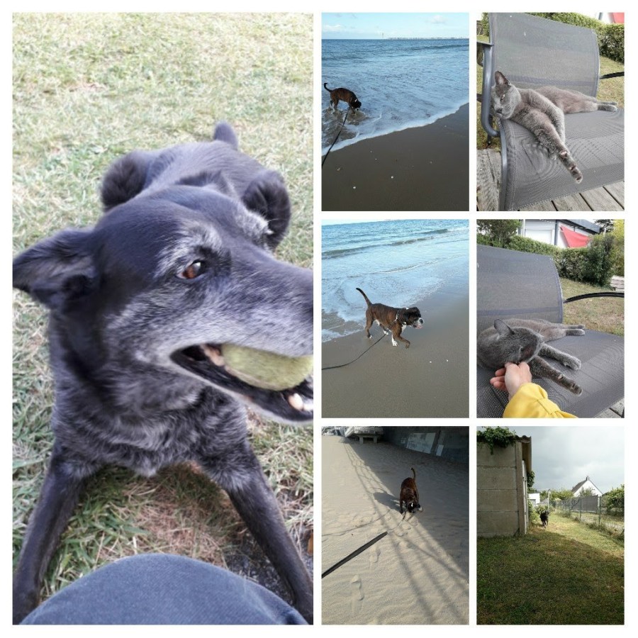 20200612_221308-collage