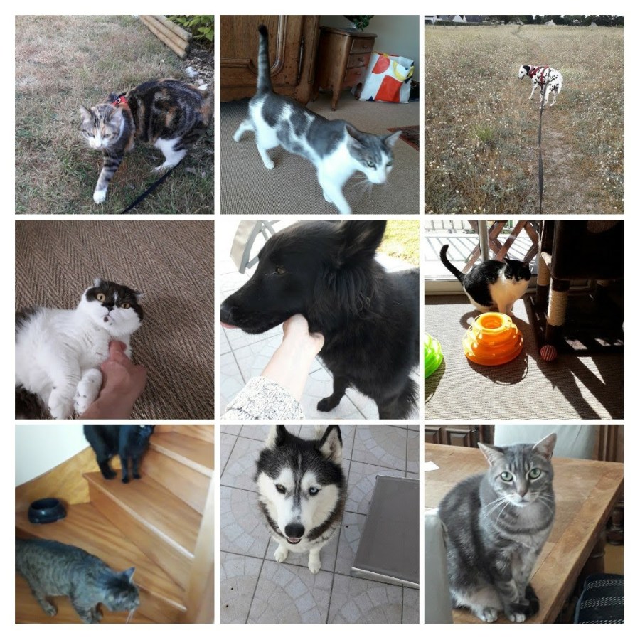 20200727_215912-collage