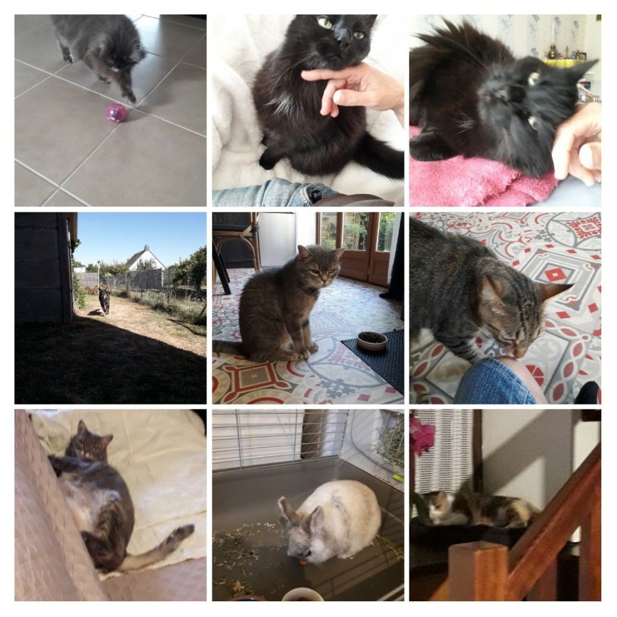 20200727_220505-collage